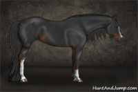 Horse Color:Gray White Spotted Liver Chestnut 