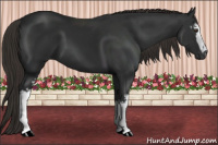 Horse Color:Gray White Spotted Liver Chestnut 