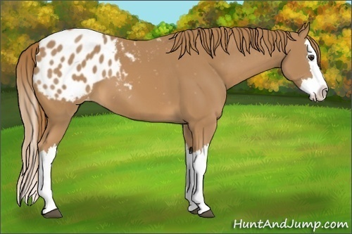 Horse Color:Chestnut Splash Appaloosa 