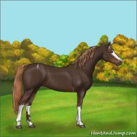 Horse Color:White Spotted Liver Chestnut Tobiano 