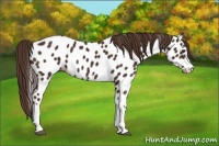 Horse Color:White Spotted Liver Chestnut Appaloosa 
