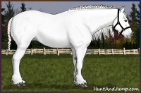 Horse Color:Gray White Spotted Liver Chestnut 