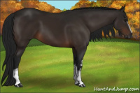 Horse Color:Gray White Spotted Brown 