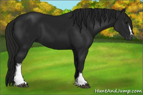 Horse Color:Gray White Spotted Black