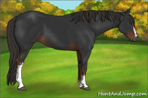 Horse Color:Gray White Spotted Liver Chestnut 