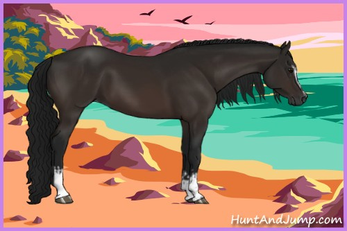 Horse Color:Gray White Spotted Bay 