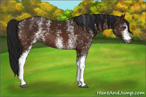Horse Color:Gray White Spotted Buckskin 