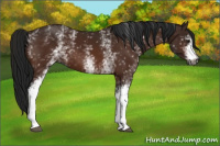 Horse Color:Gray White Spotted Buckskin 