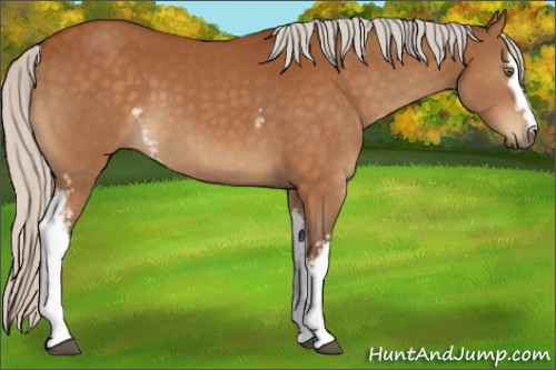 Horse Color:White Spotted Silver Buckskin 