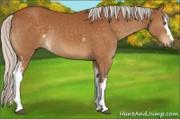Horse Color:White Spotted Silver Buckskin 