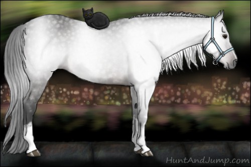 Horse Color:Gray White Spotted Brown 