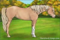 Horse Color:Gold Champagne 