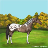 Horse Color:Brown Dun Sabino Tobiano Appaloosa Rabicano 