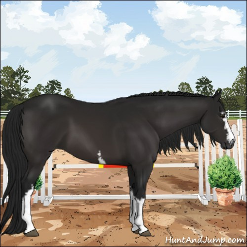 Horse Color:Gray White Spotted Brown 