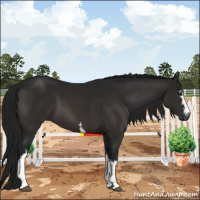 Horse Color:Gray White Spotted Brown