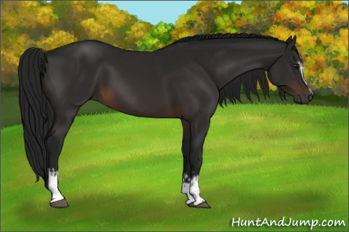 Horse Color:Gray White Spotted Brown