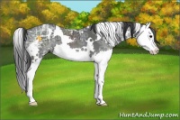 Horse Color:White Spotted Black Ice Splash