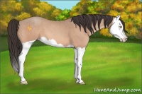 Horse Color:Amber Champagne Splash 