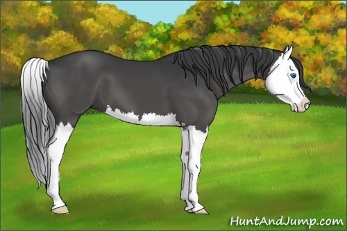 Horse Color:Black Sabino Splash 