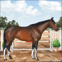 Horse Color:Bay 
