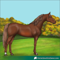Horse Color:Chestnut 