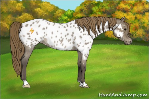 Horse Color:Smoky Grullo Roan Appaloosa 