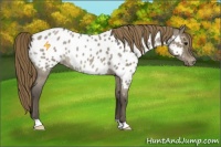 Horse Color:Smoky Grullo Roan Appaloosa 