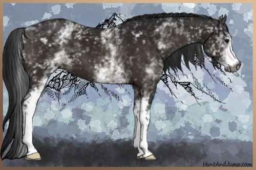 Horse Color:Gray White Spotted Bay