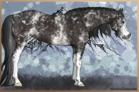 Horse Color:Gray White Spotted Bay 