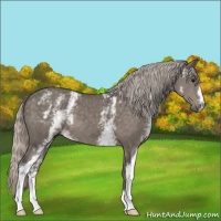 Horse Color:White Spotted Silver Black 