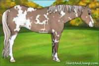 Horse Color:White Spotted Silver Grullo Sabino
