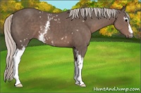 Horse Color:White Spotted Silver Black 