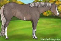 Horse Color:White Spotted Silver Black 