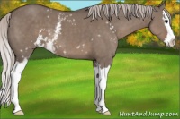 Horse Color:White Spotted Silver Grullo Sabino Splash 