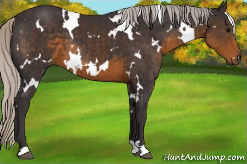 Horse Color:White Spotted Silver Smoky Black 