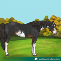 Horse Color:Gray White Spotted Liver Chestnut 
