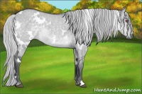 Horse Color:White Spotted Silver Grullo Chinchilla 