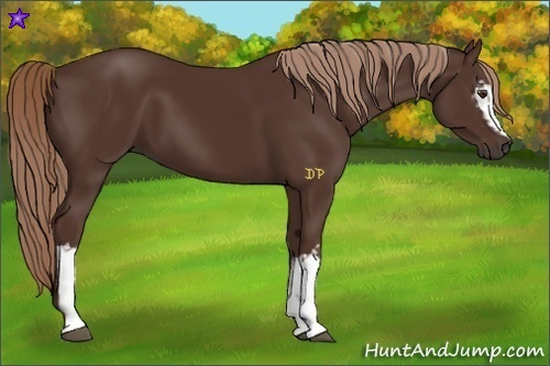 Horse Color:White Spotted Liver Chestnut 