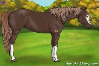 Horse Color:White Spotted Liver Chestnut 