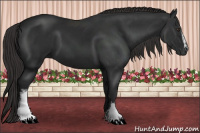 Horse Color:Gray White Spotted Liver Chestnut 