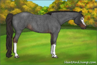 Horse Color:Gray White Spotted Liver Red Roan 