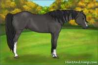 Horse Color:Gray White Spotted Black 