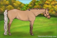 Horse Color:Silver Bay Dun