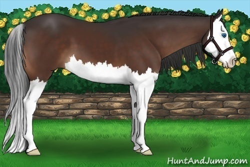 Horse Color:Brown Splash 
