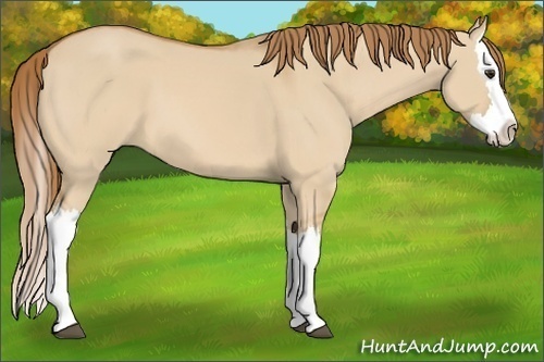 Horse Color:Red Dun Splash 