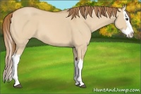 Horse Color:Red Dun Splash 