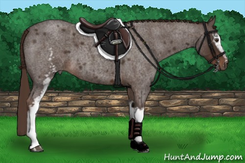Horse Color:White Spotted Liver Red Roan 