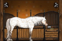 Horse Color:White Spotted Silver Bay Dun Appaloosa 
