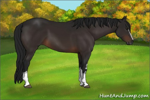 Horse Color:Gray White Spotted Brown 