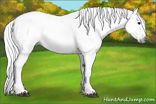 Horse Color:Gray White Spotted Bay 